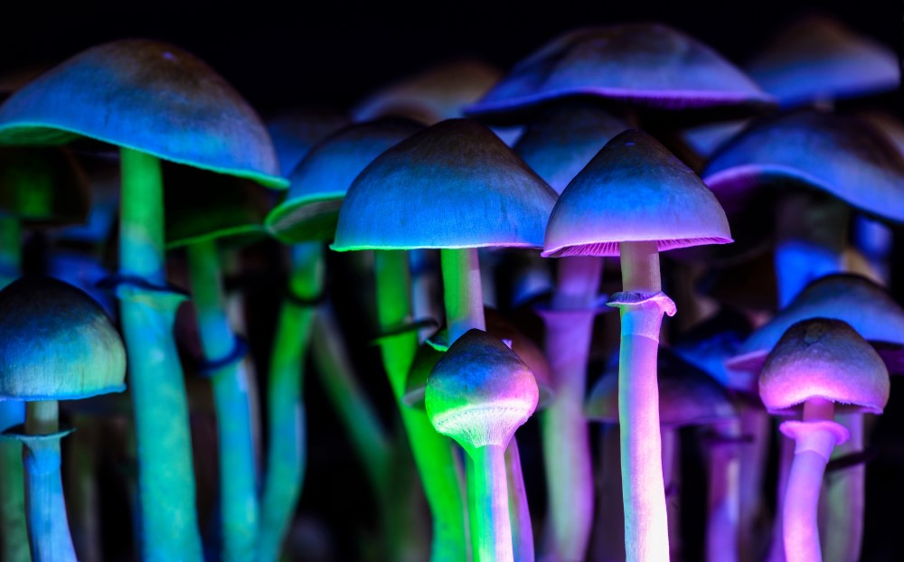 Psilocybin als Therapie hilft, indem der Trip neue Perspektiven öffnet und Unbewusstes freilegt.