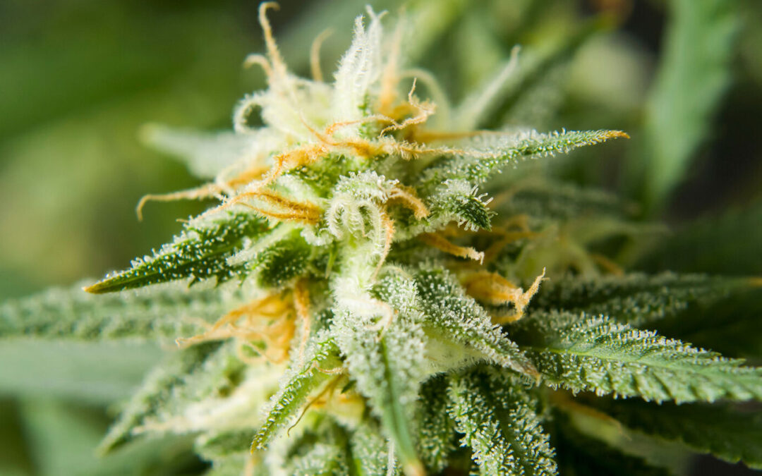 Cannabis-Legalisierung & Psyche